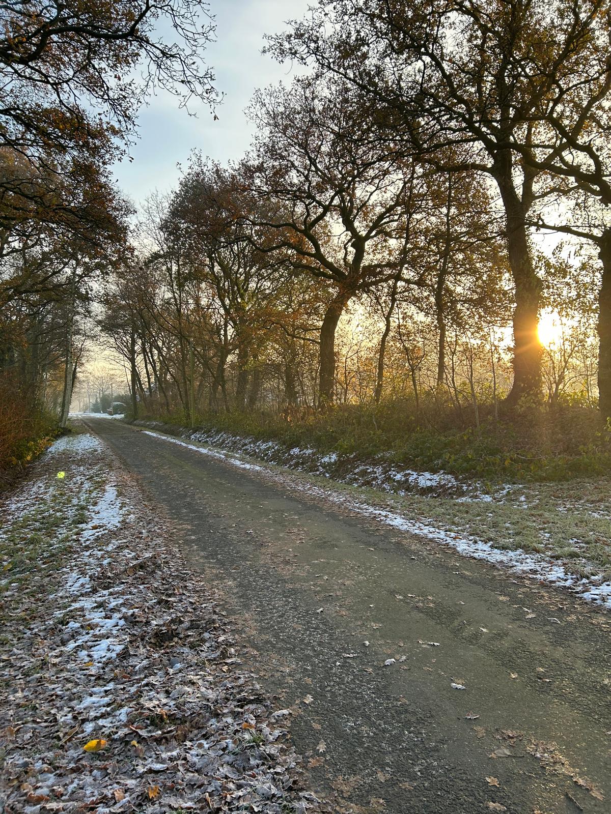 Feldweg mit Raureif zwischen Bäumen bei Sonnenaufgang